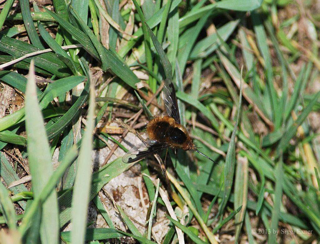 Groer Wollschweber Bombylius major