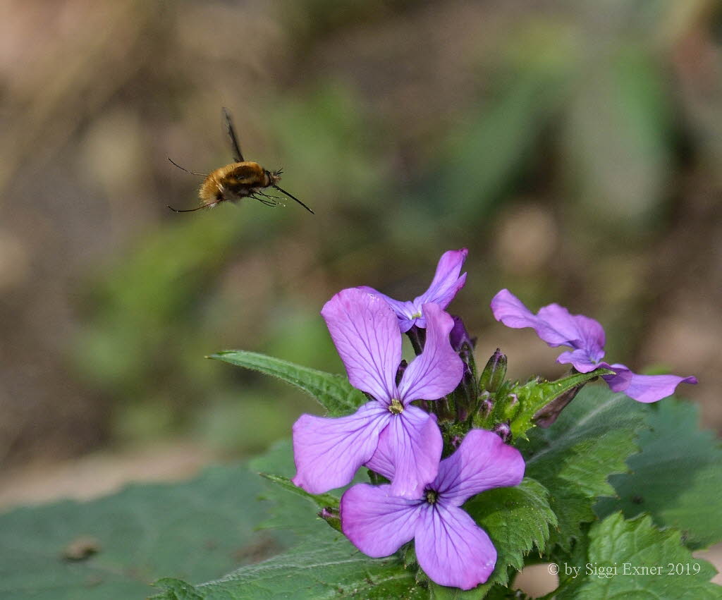 Groer Wollschweber Bombylius major