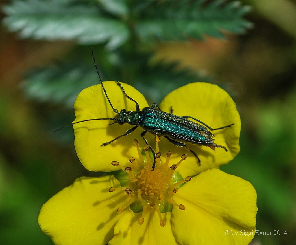 Grner Scheinbockkfer Oedemera nobilis