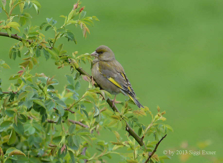 Grnling/ Grnfink Carduelis chloris