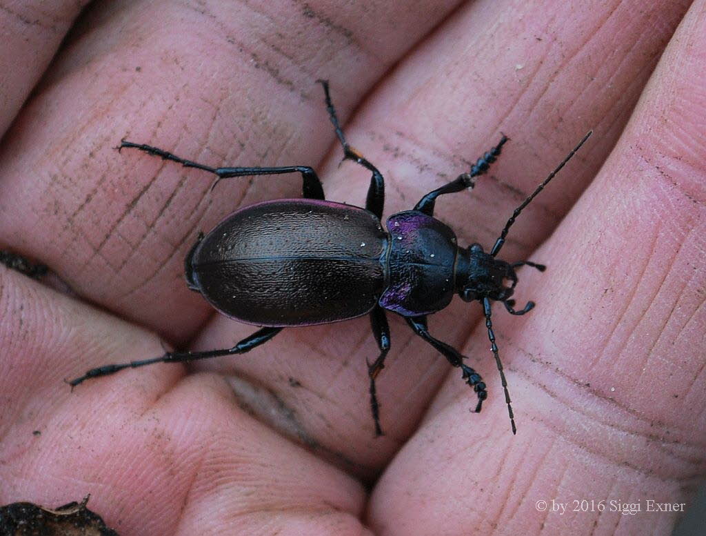 Hainlaufkfer Carabus nemoralis