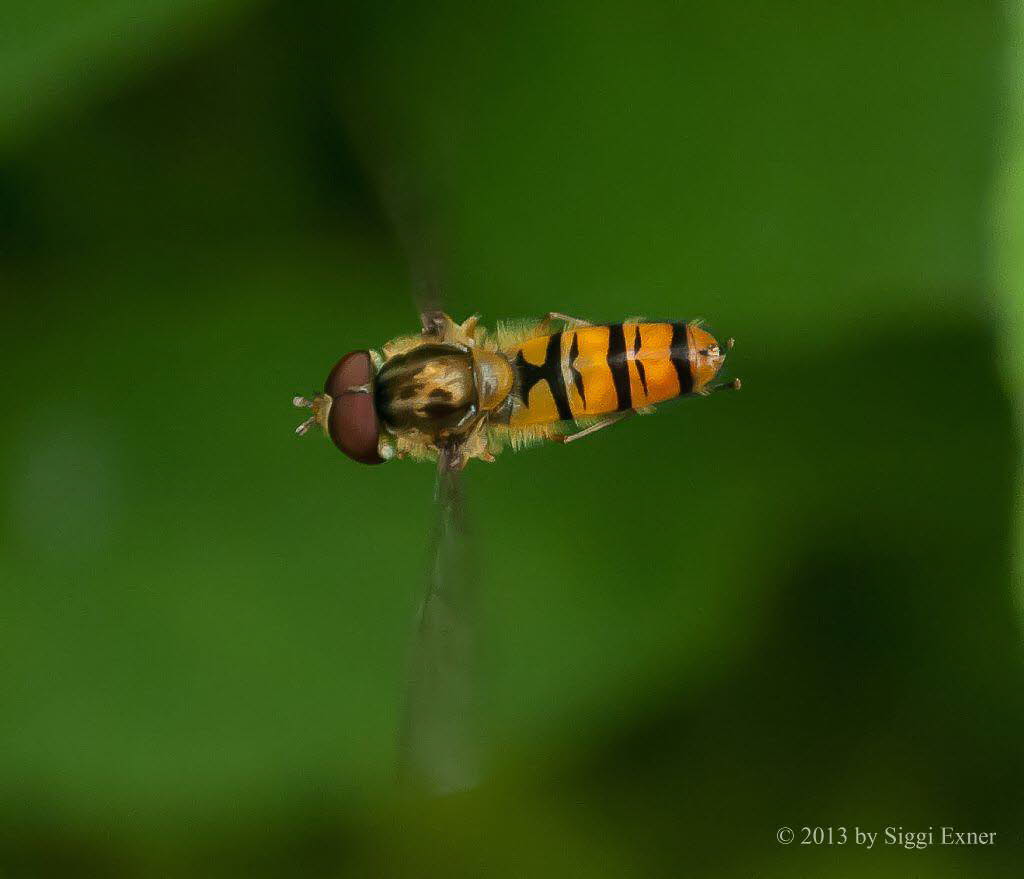 Episyrphus balteatus Hainschwebfliege