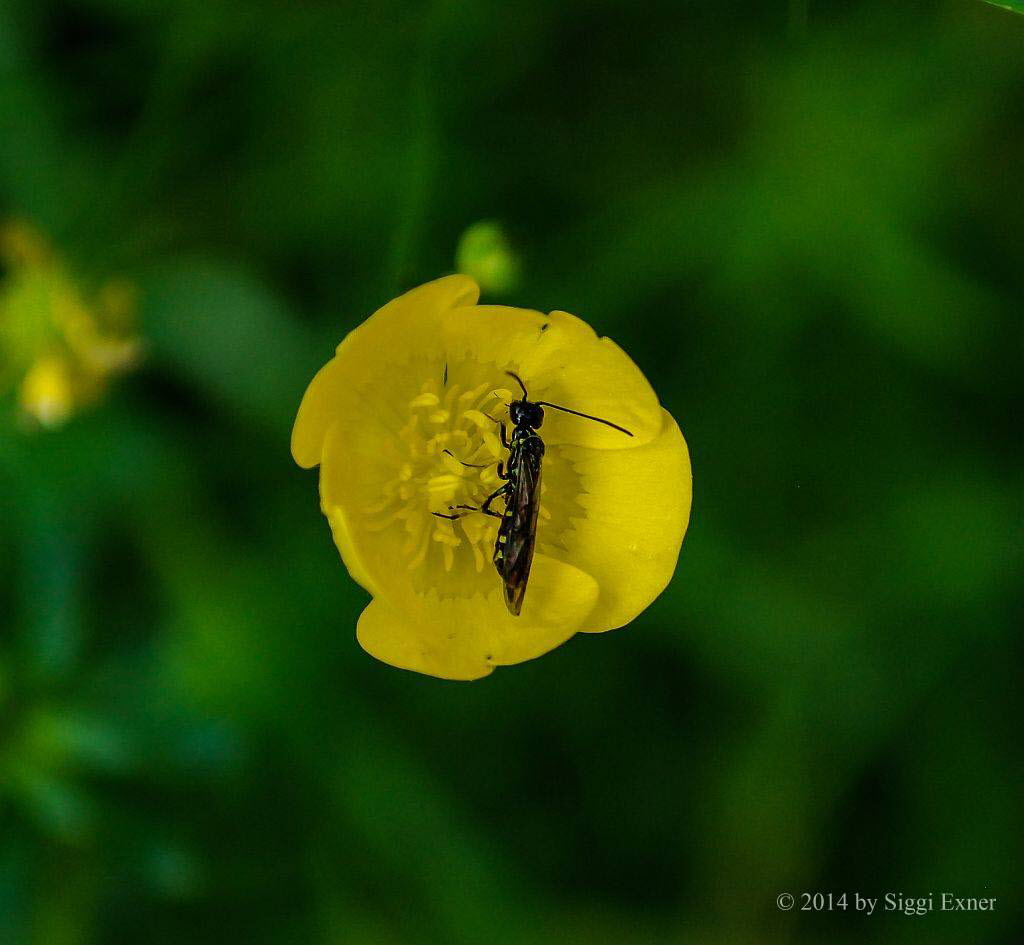 Halmwespe Cephus pygmaeus