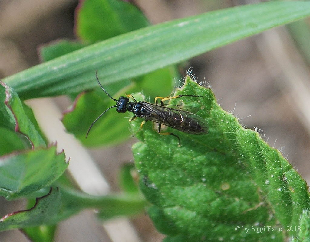 Halmwespe Cephus spinipes