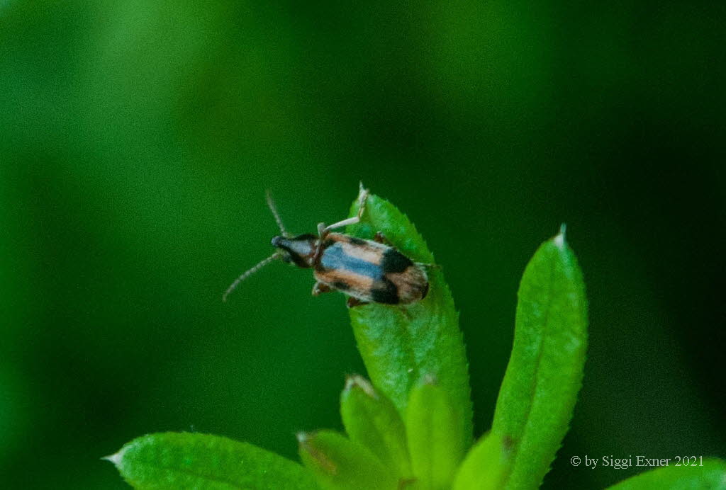 Gemeiner Einhornkfer Notoxus monoceros