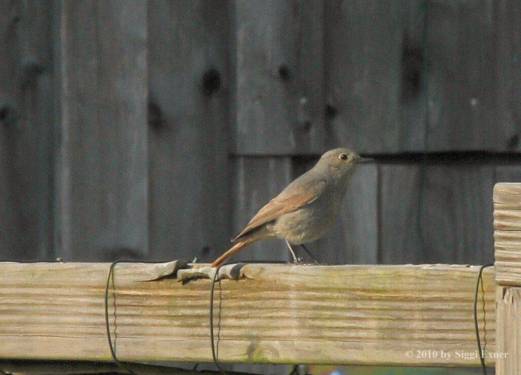 Hausrotschwanz Phoenicurus ochruros