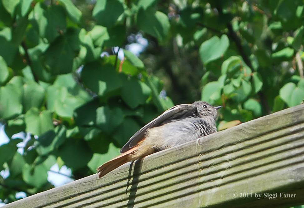 Hausrotschwanz Phoenicurus ochruros