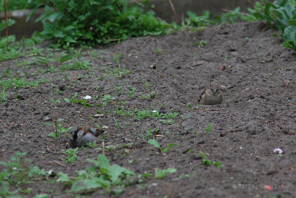 Haussperling Passer domesticus