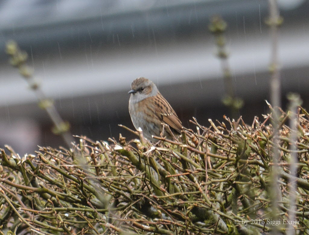 Heckenbraunelle Prunella modularis