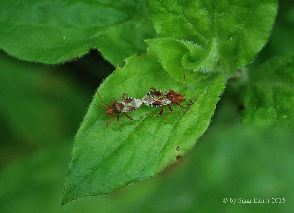 Hellbraune Glasflgelwanze Rhopalus subrufus