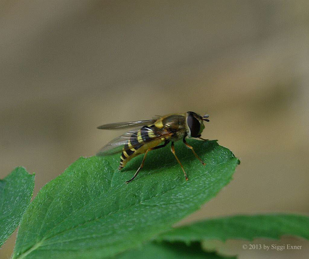 Parasyrphus annulatus Helle Blattlausschwebfliege