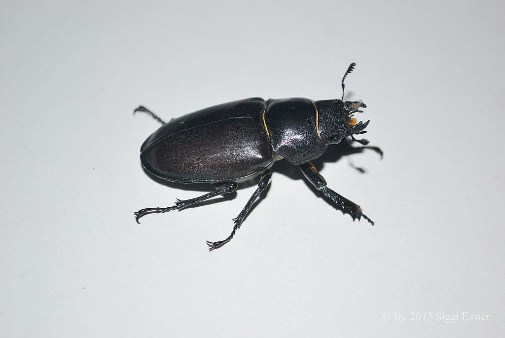 Hirschkfer Lucanus cervus