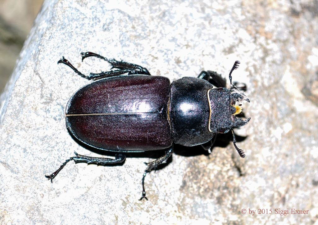 Hirschkfer Lucanus cervus