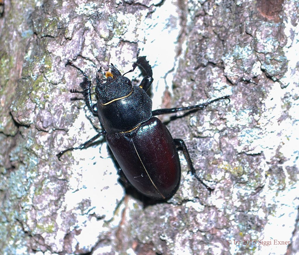 Hirschkfer Lucanus cervus