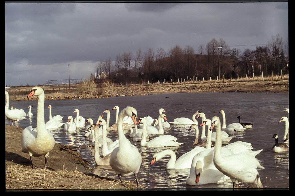 Hckerschwan Cygnus olor