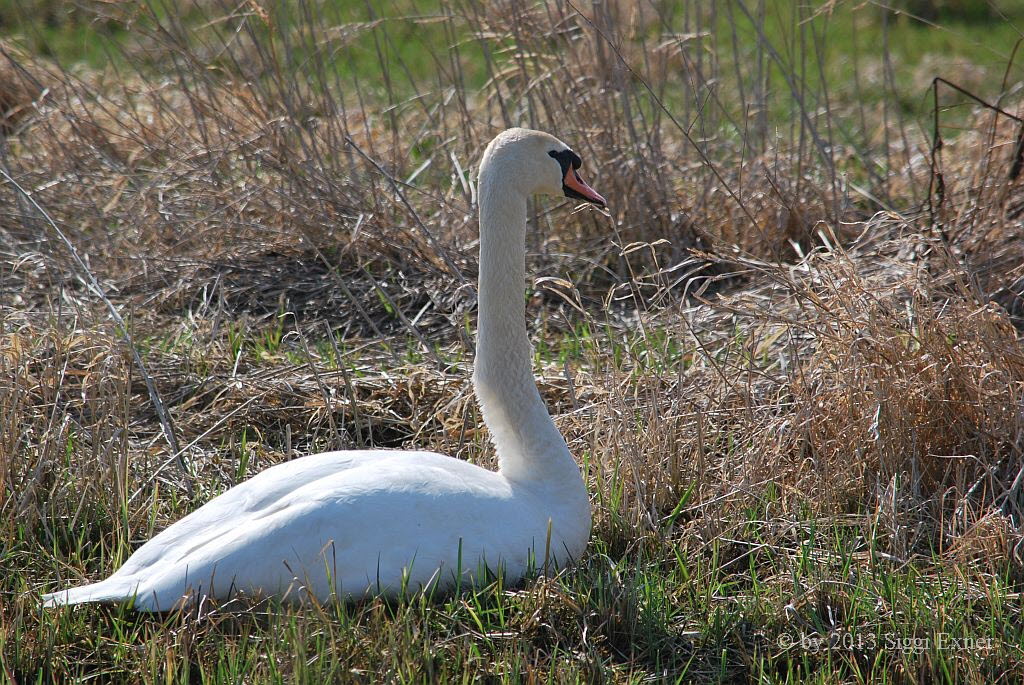 Hckerschwan Cygnus olor