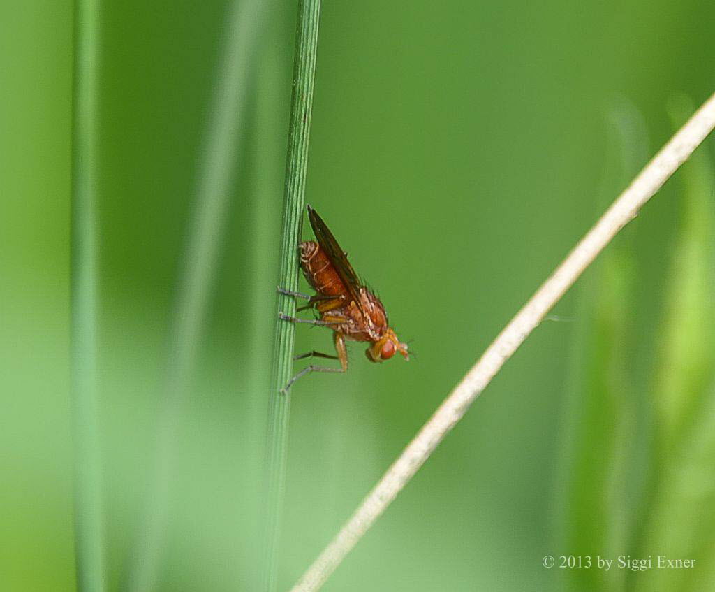 Hornfliege Tetanocera arrogans