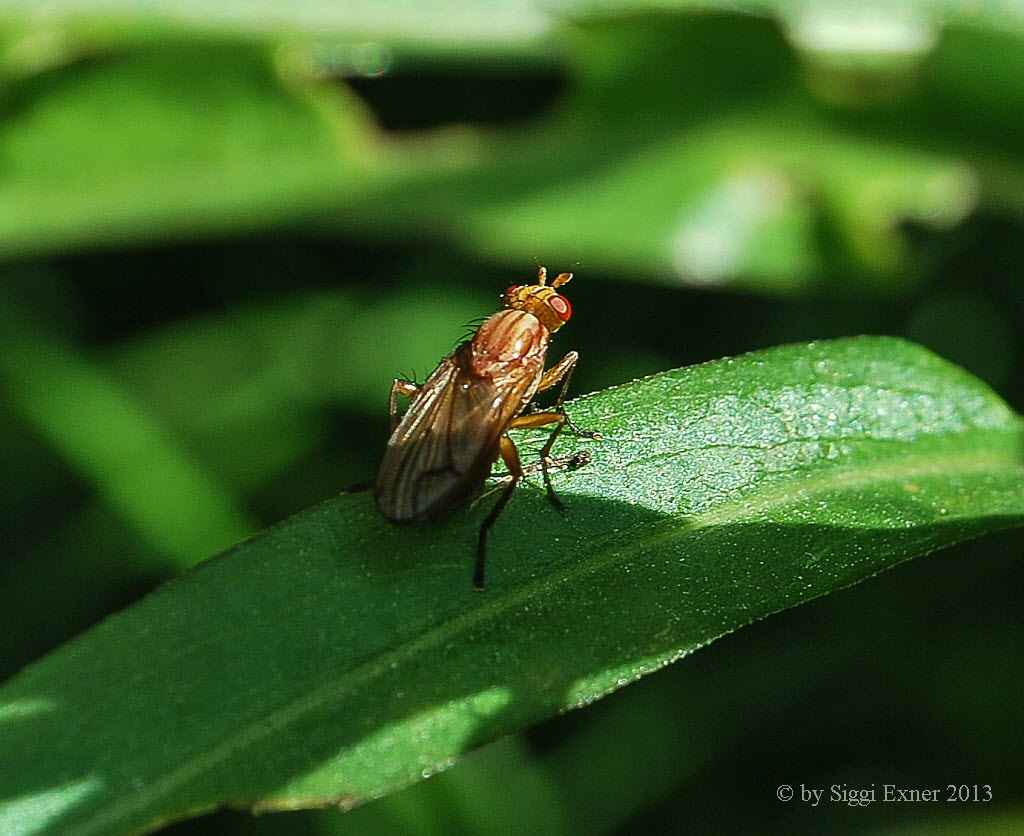 Hornfliege Tetanocera arrogans