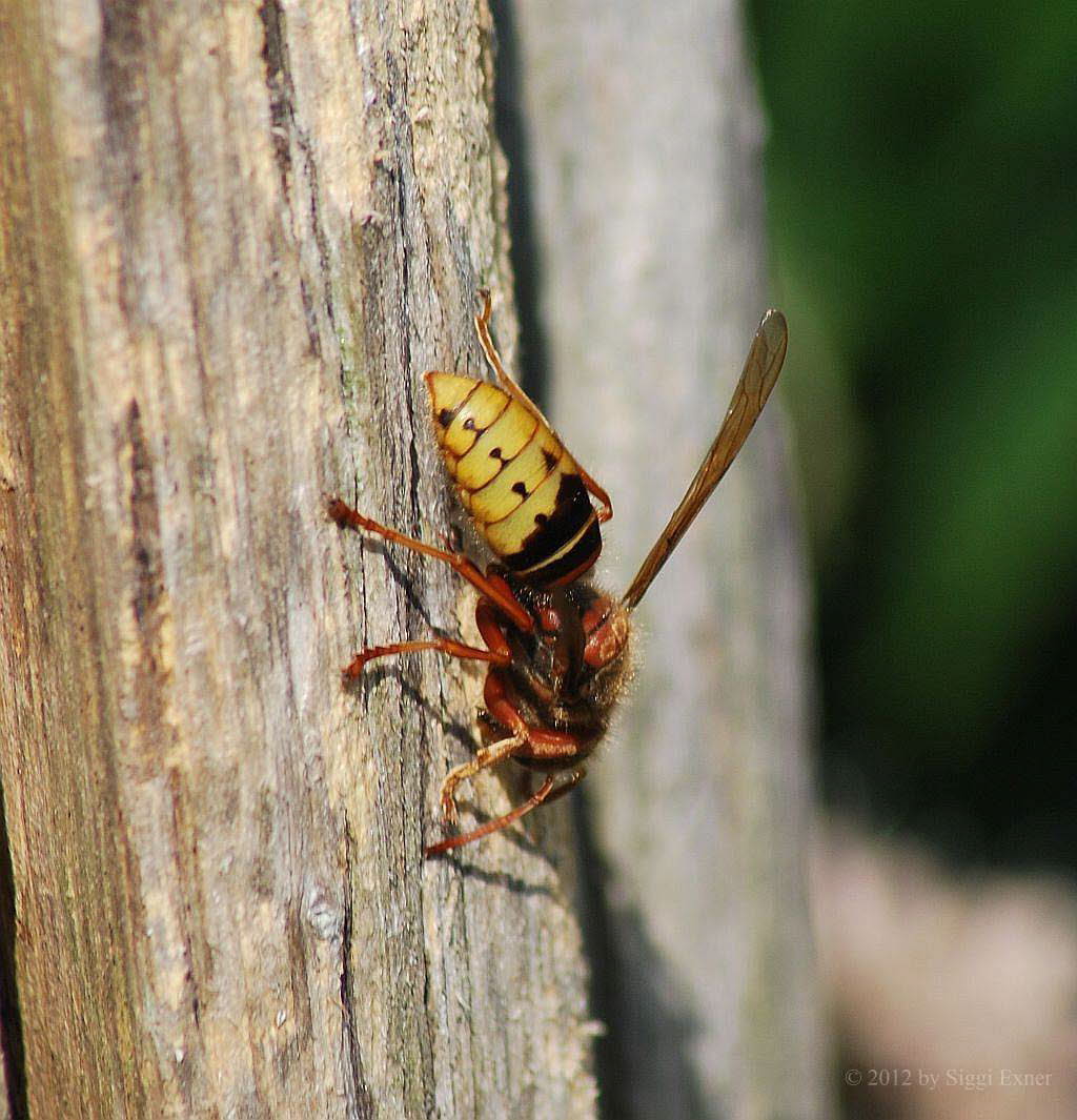 Hornisse Vespa crabro