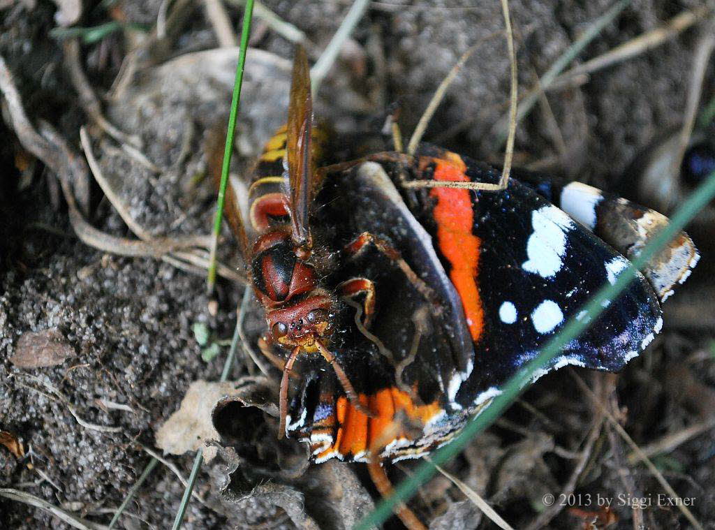 Hornisse Vespa crabro