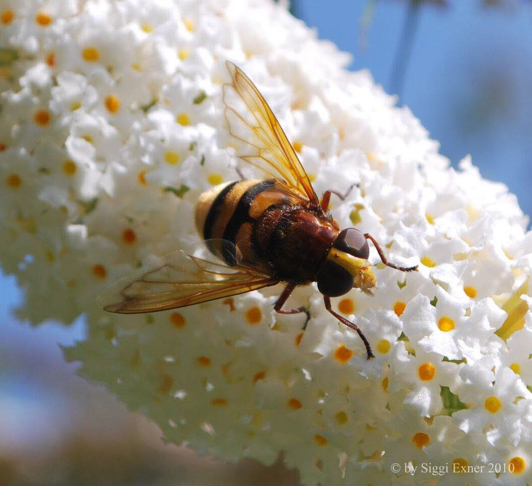 Volucella zonaria Hornissenschwebfliege