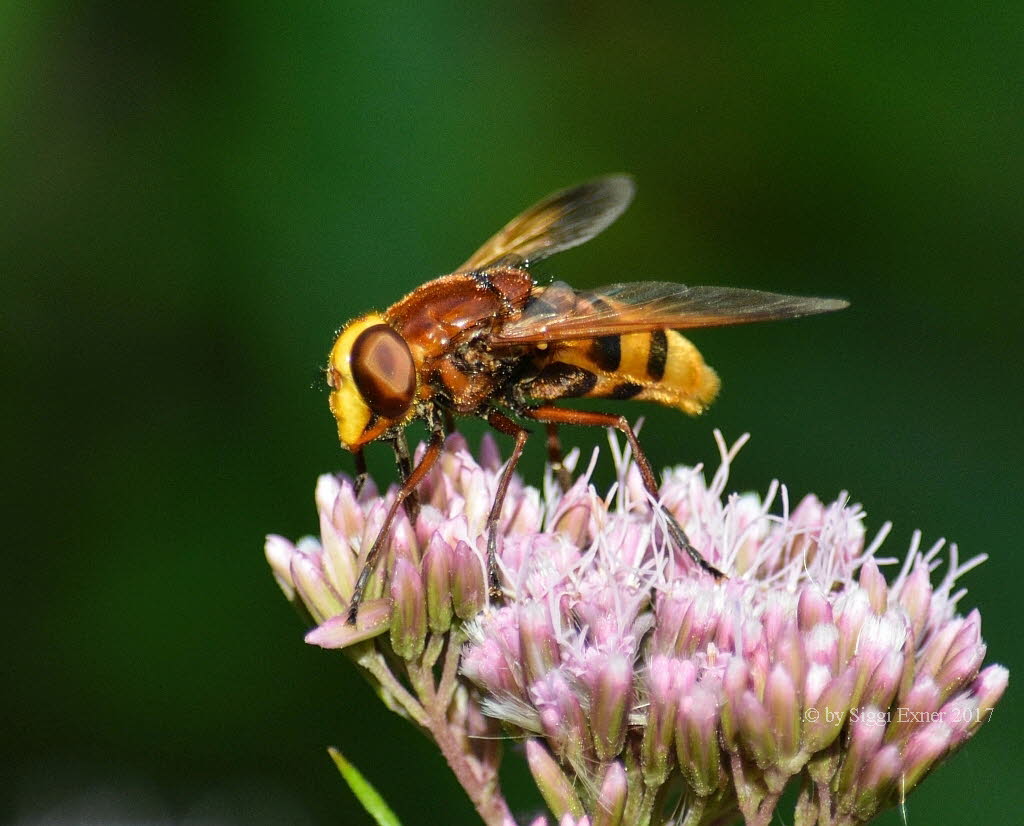 Volucella zonaria Hornissenschwebfliege