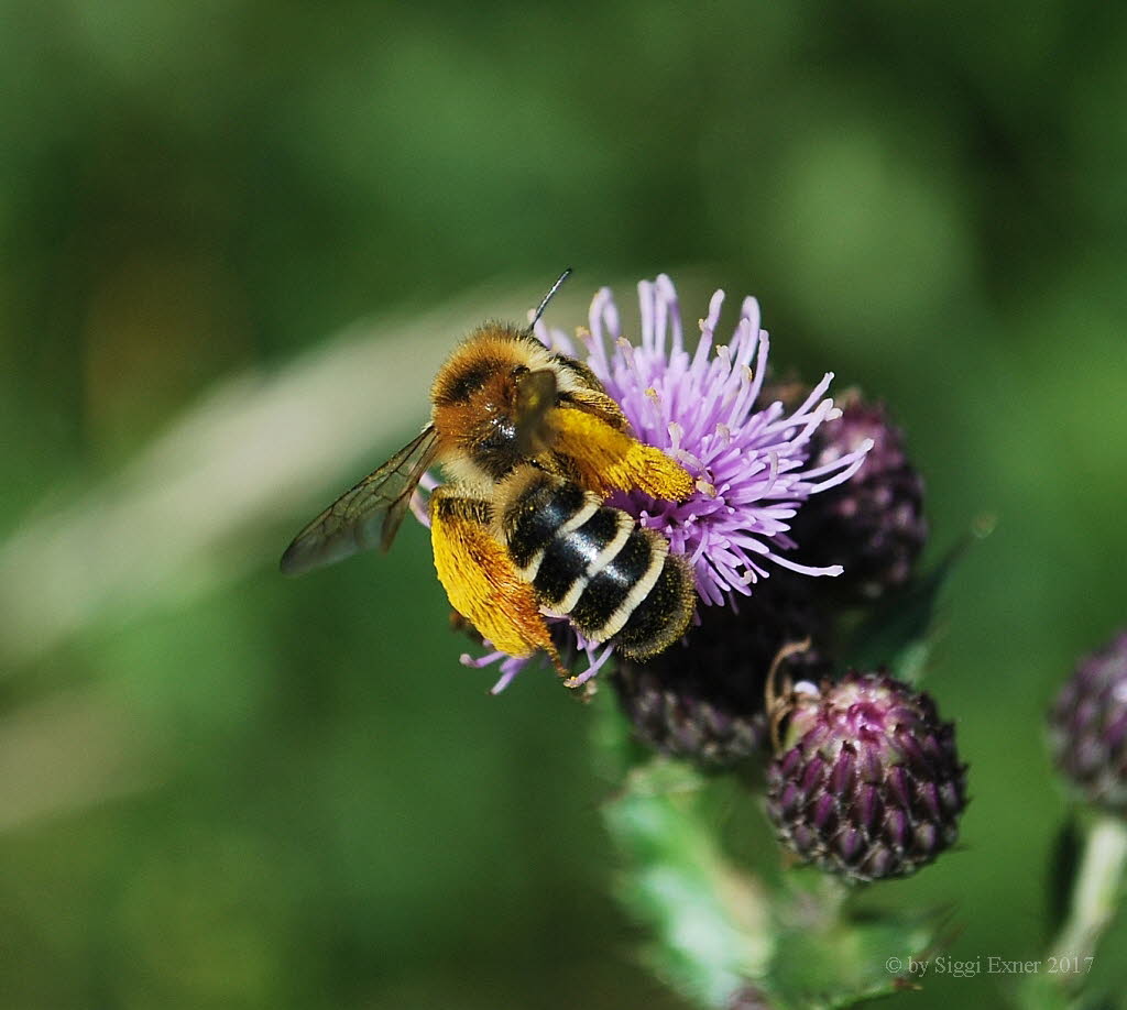 Dasypoda hirtipes Hosenbiene