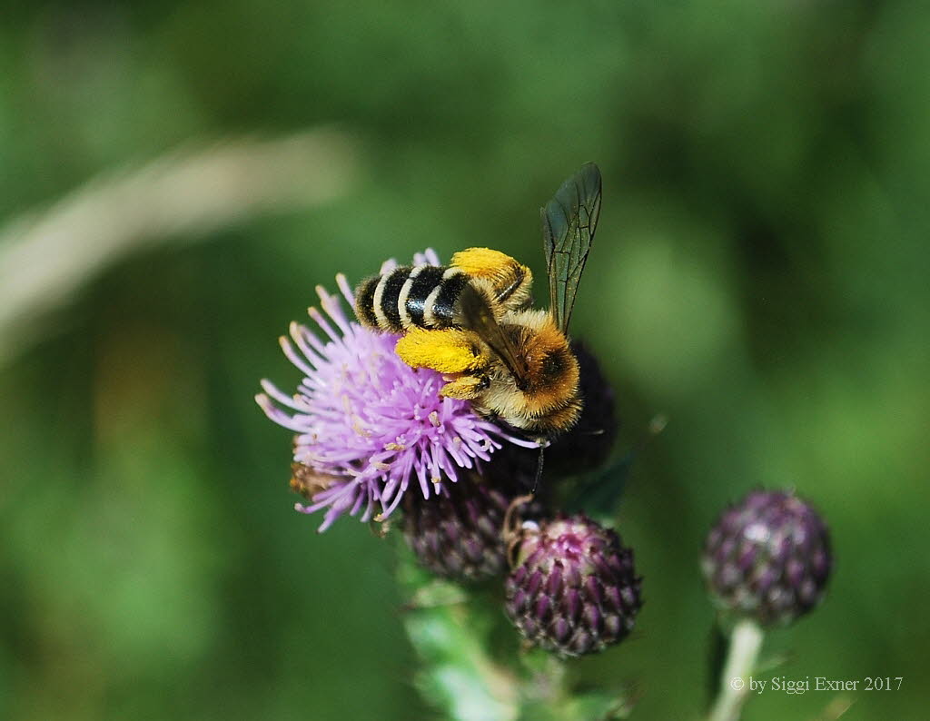 Dasypoda hirtipes Hosenbiene