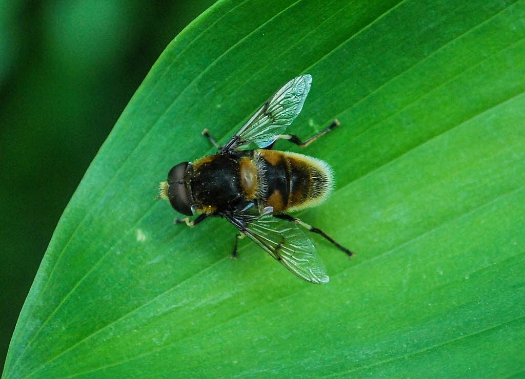 Eristalis intricaria Hummel-Keilfleckschwebfliege