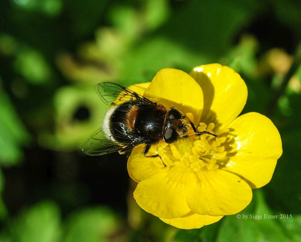 Eristalis intricaria Hummel-Keilfleckschwebfliege