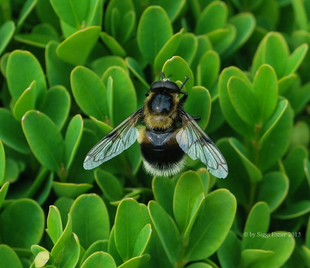 Volucella bombylans plumata Hummelschwebfliege