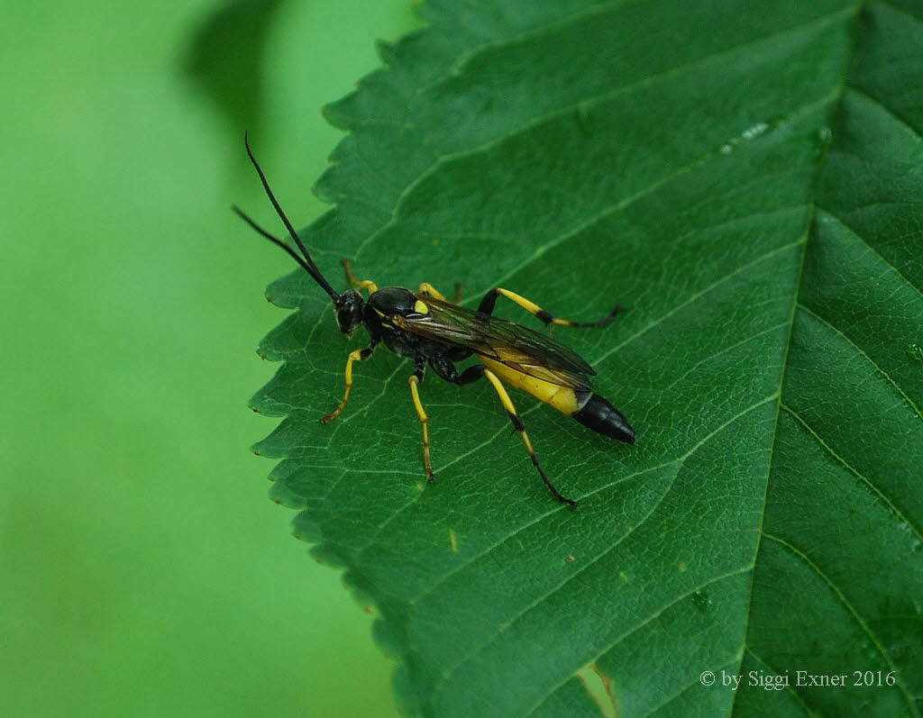 Ichneumon stramentor