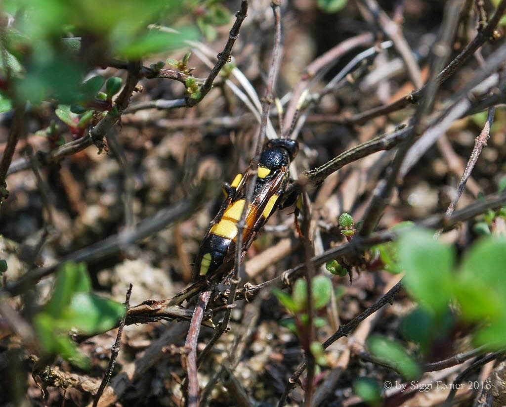 Ichneumon stramentor