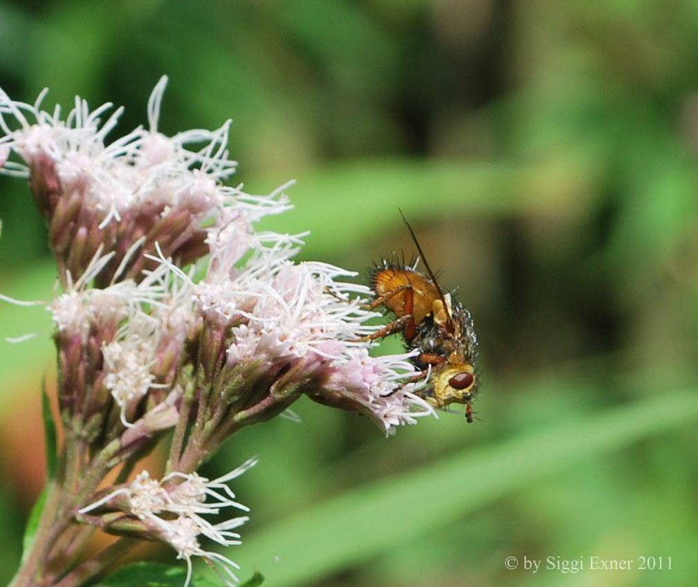 Igelfliege Tachina fera