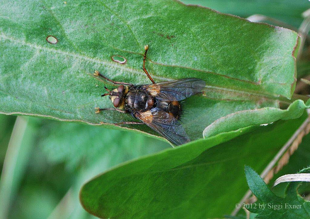 Igelfliege Tachina fera