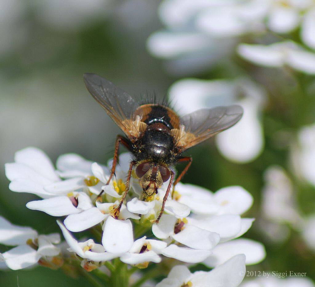 Igelfliege Tachina fera