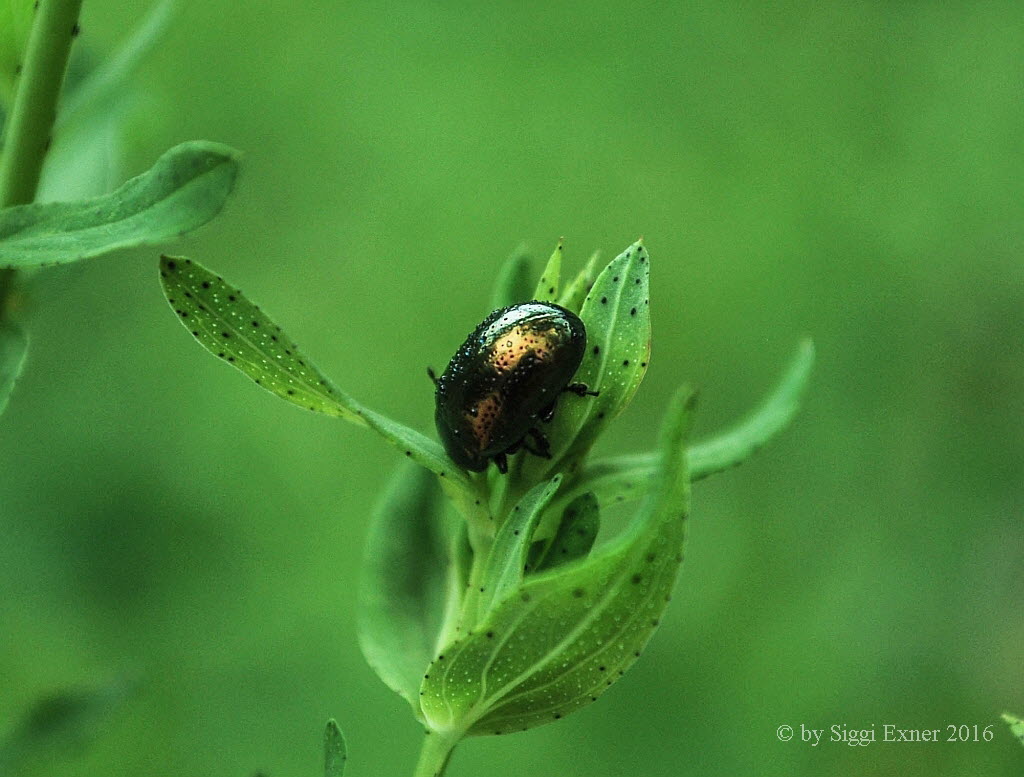 Chrysolina hyperici Johanniskraut-Blattkferi 