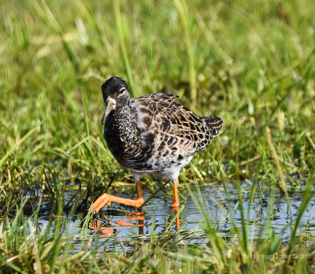 Kampflufer Philomachus pugnax