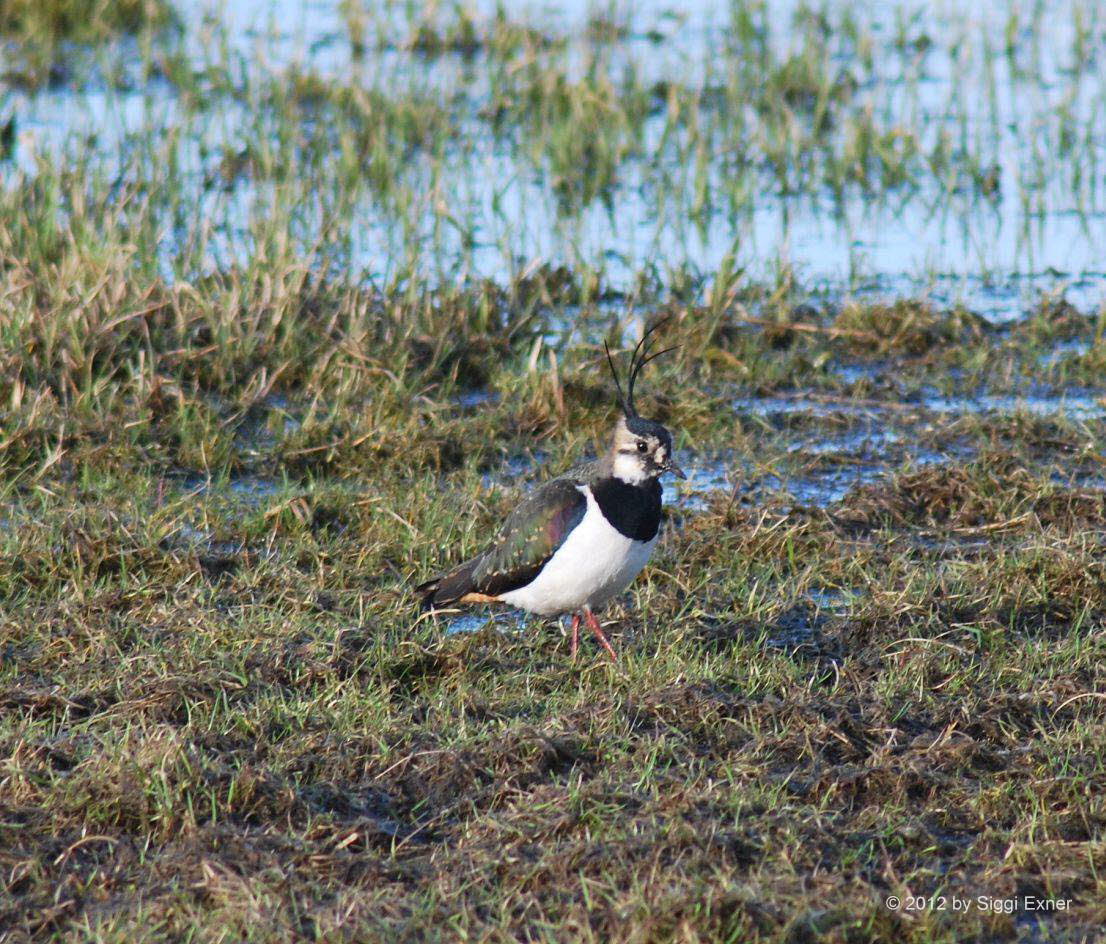 Kiebitz Vanellus vanellus