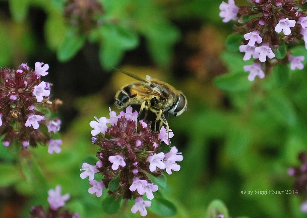 Eristalis arbustorum Kleine Keilfleckschwebfliege