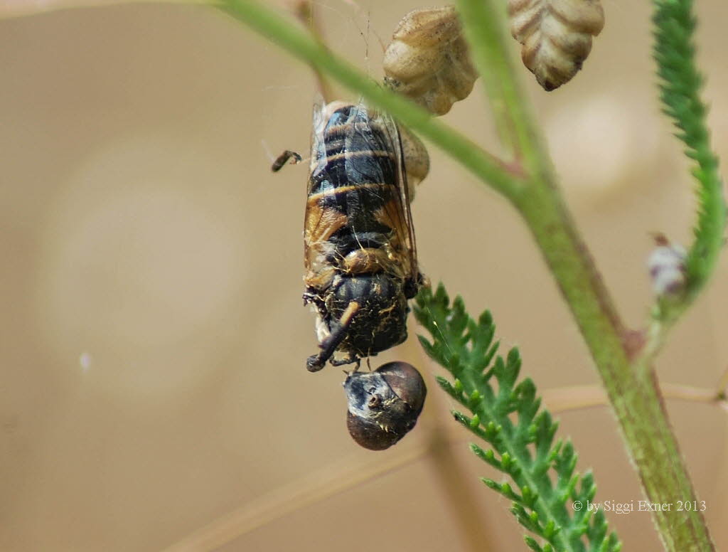 Eristalis arbustorum Kleine Keilfleckschwebfliege