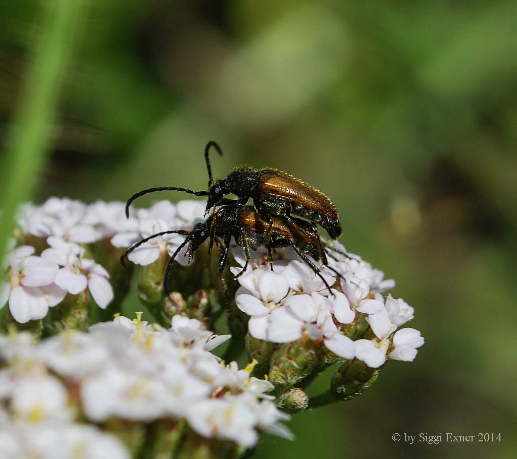 Kleiner Halsbock Pseudovadonia livida