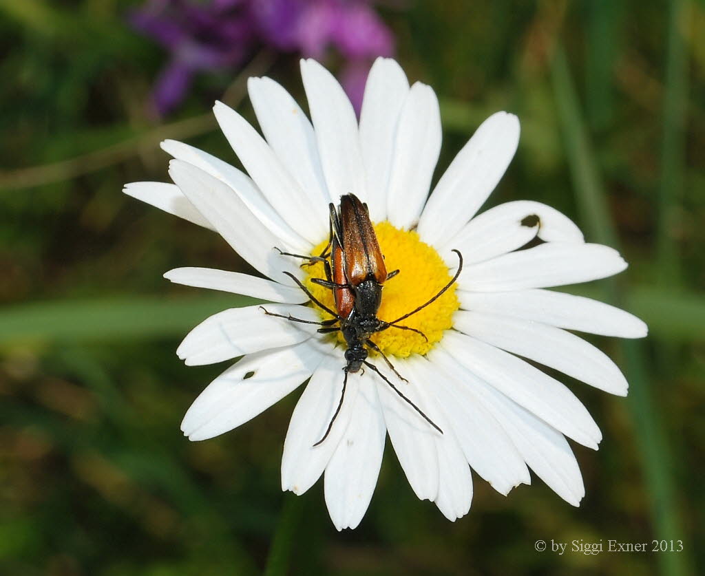 Kleiner Schmalbock Stenurella melanura