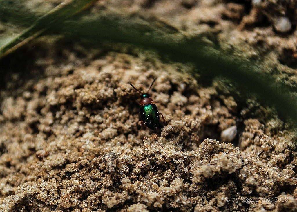 Gastrophysa polygoni Knterichblattkfer