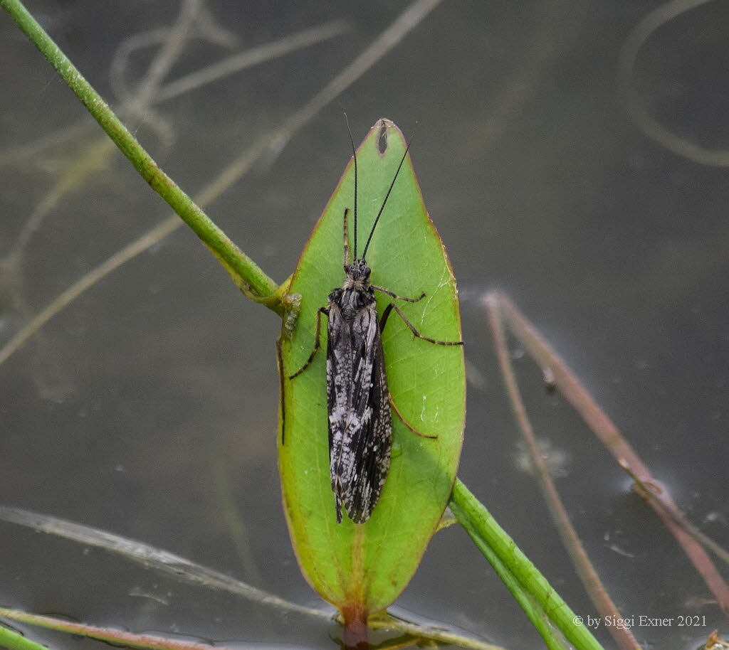 Agrypnia varia