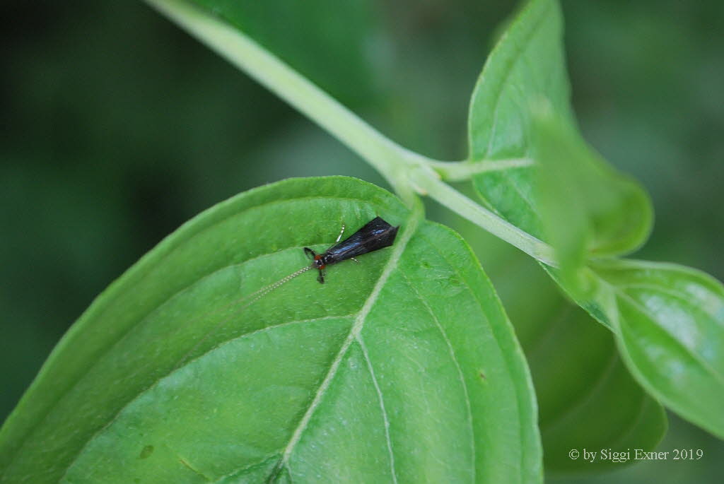 Krawatten Kcherfliege Mystacides azurea