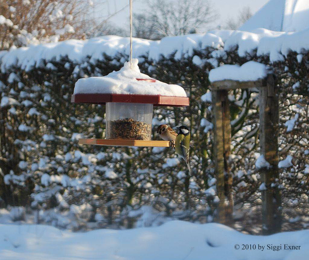 Kohlmeise Parus major