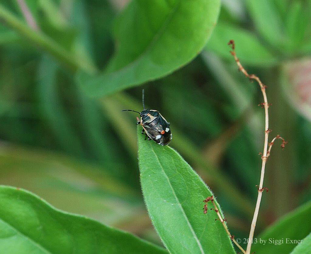 Kohlwanze (Eurydema oleraceum)