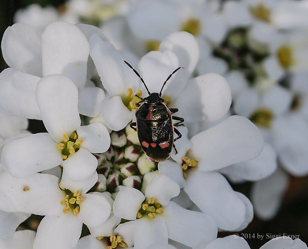 Kohlwanze (Eurydema oleraceum)