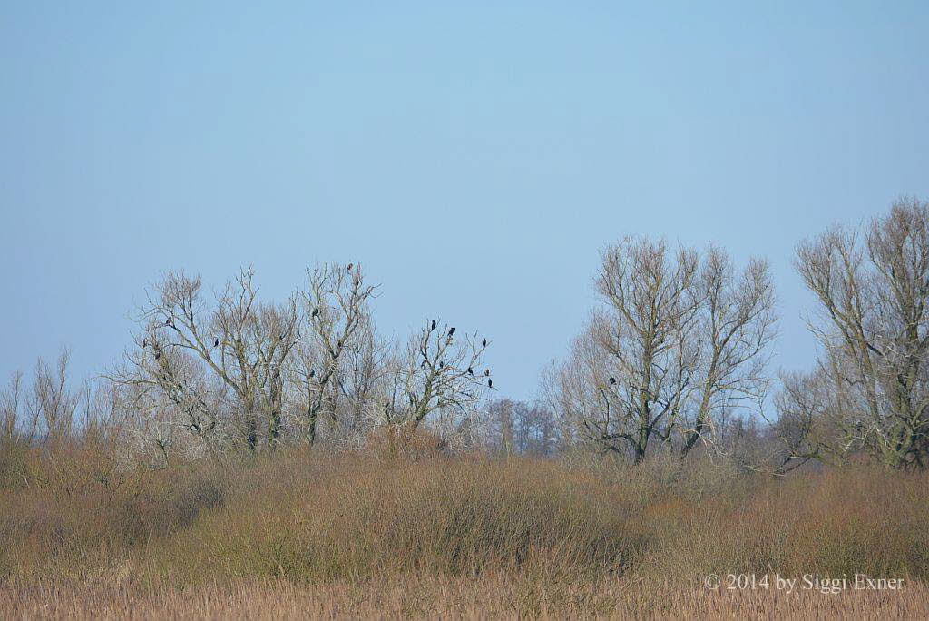 Kormoran Phalacrocorax carbo